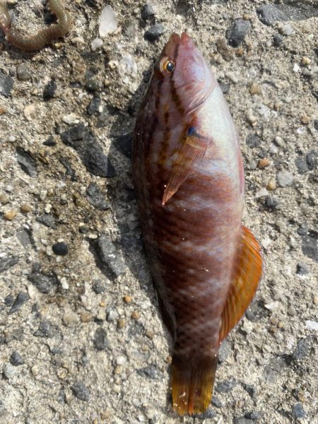 青イソメだけで!