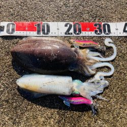 今日はイカの日