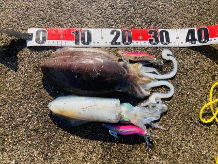 今日はイカの日