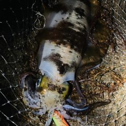 祝アオリイカ自己記録