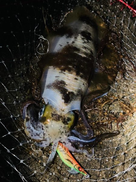 祝アオリイカ自己記録