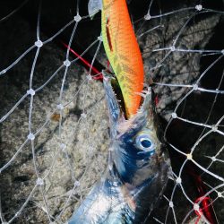 エギングで刀来た