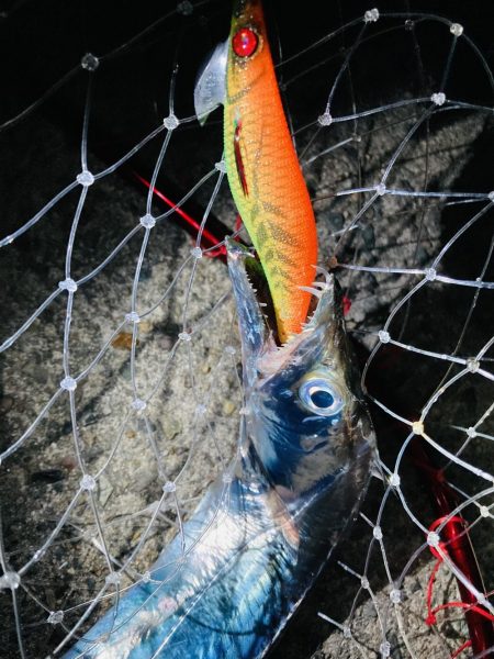 エギングで刀来た