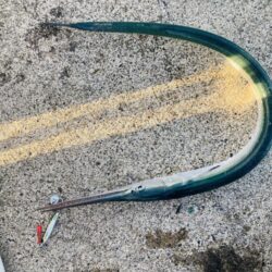 青物、アオリそろそろ終了か