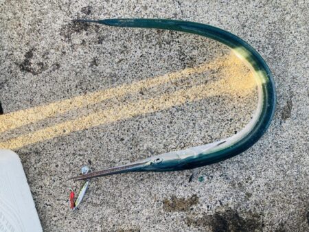 青物、アオリそろそろ終了か