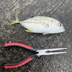 今日はアジング