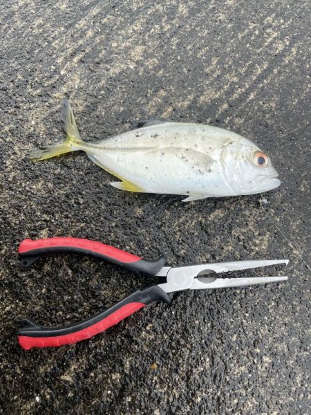 今日はアジング