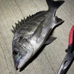 想像より渋かった