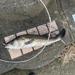 デイゲームでヒット