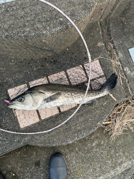 デイゲームでヒット