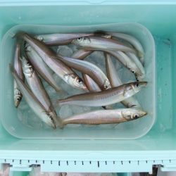 落ちギス釣り　群れは小さい