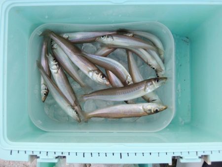 落ちギス釣り　群れは小さい