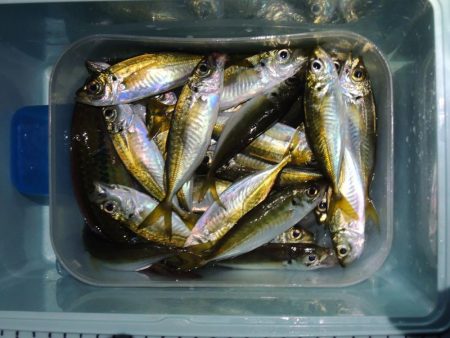 良型アジは釣れず