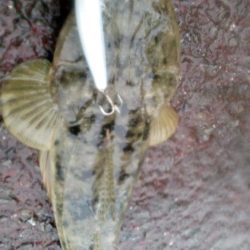 そろそろ川は厳しいかな・・・。