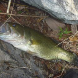 １１月１３日　一庫ダム釣行