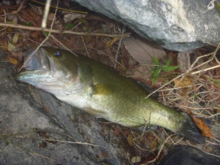 １１月１３日　一庫ダム釣行