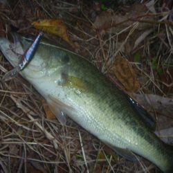 一庫ダム釣行　11月14日