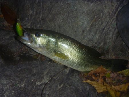 一庫ダム釣行　11月17日