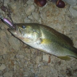 一庫ダム釣行　11月20日