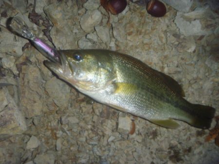 一庫ダム釣行　11月20日