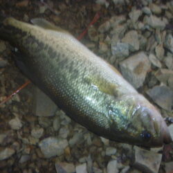 一庫ダム釣行　11月26日