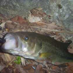 一庫ダム釣行　11月28日