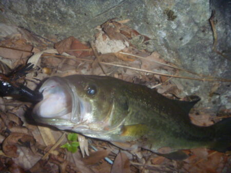 一庫ダム釣行　11月28日