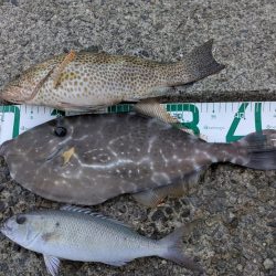 高知の獲物は大きいぞ