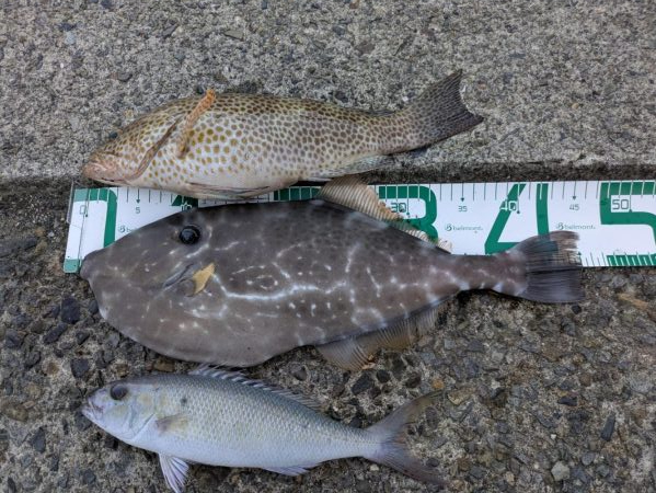 高知の獲物は大きいぞ