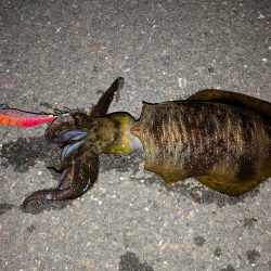 久しぶりの舞鶴釣行