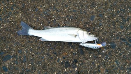 何匹釣っても20センチ(笑)