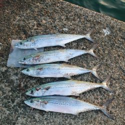 サゴシさんお久しぶりです