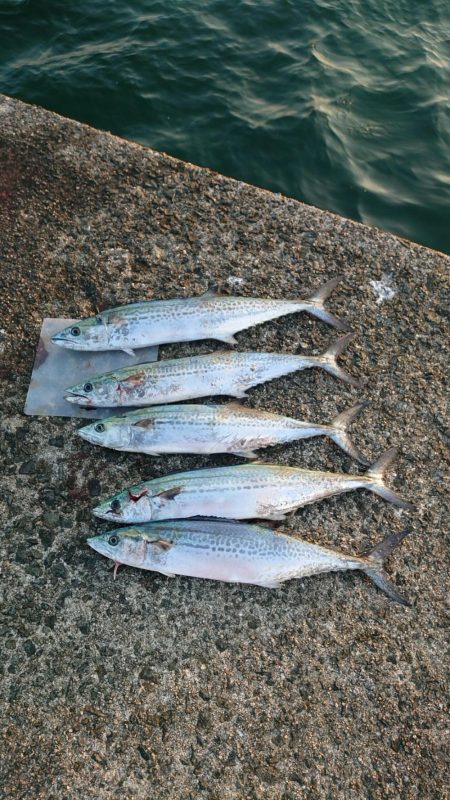 サゴシさんお久しぶりです