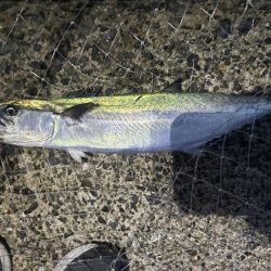 サゴシを避けてハマチ!