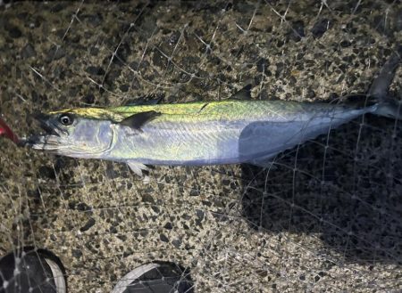 サゴシを避けてハマチ！