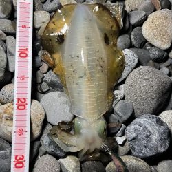 アオリイカ釣行