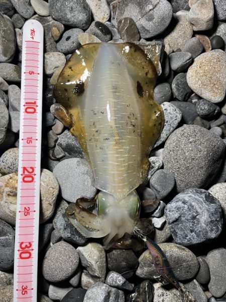 アオリイカ釣行