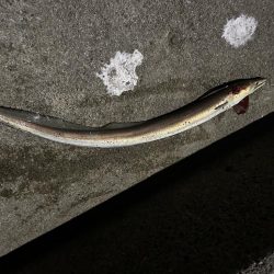 アジングとハモ