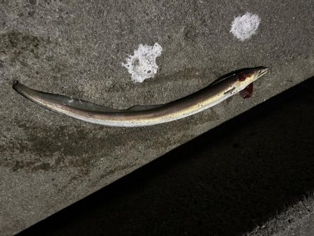 アジングとハモ