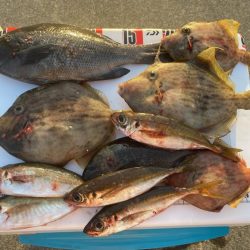 8種達成:シロギスタ↔︎カワハギスタ