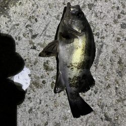 イカ，アジ，メバル