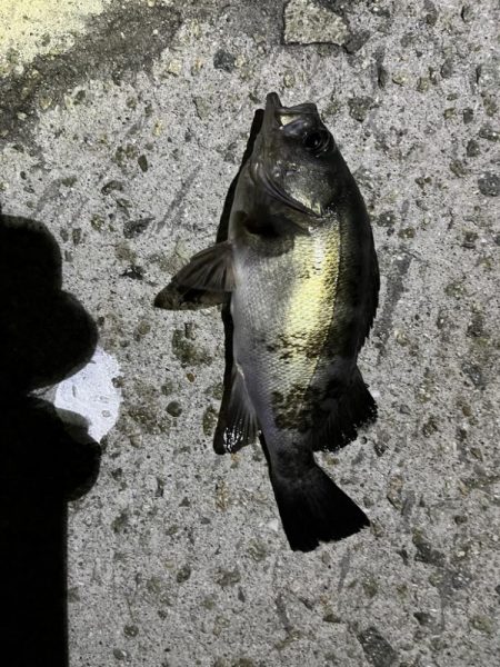 イカ，アジ，メバル