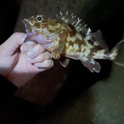 りんくうショアジギ