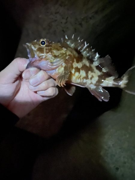 りんくうショアジギ