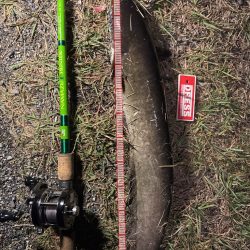 久々のナマズ釣り