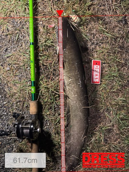 久々のナマズ釣り