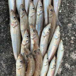 11月も落ちギス好調