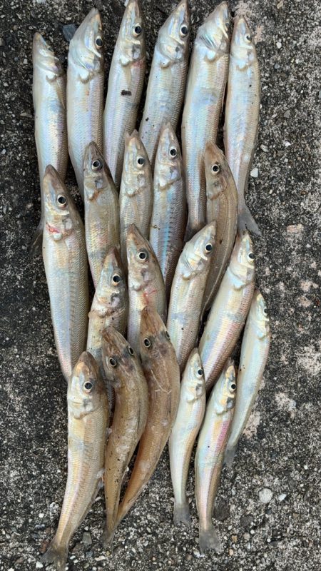 11月も落ちギス好調