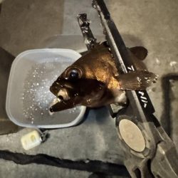 2日連続アジング。