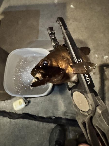 2日連続アジング。